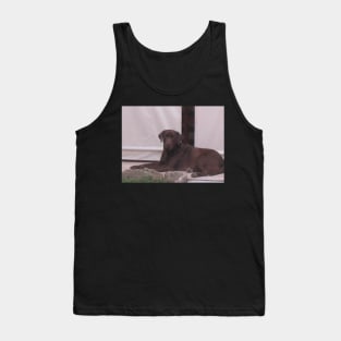 Labrador Retriever Chocolate laying Tank Top